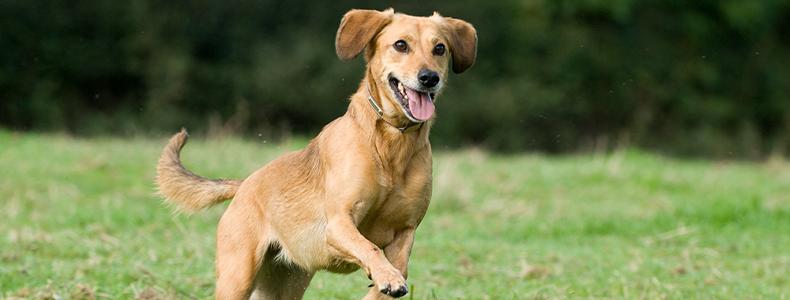 Dog jumping in field